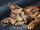 Artibalta AZ-1700 - Diamond Painting Kit Cat Barsik