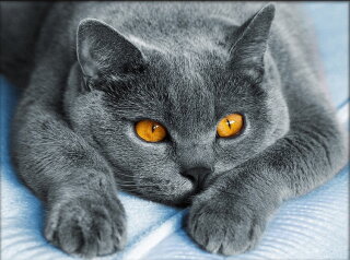 Artibalta AZ-1857 - Diamond Painting Kit Loving British Cat
