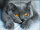 Artibalta AZ-1857 - Diamond Painting Kit Loving British Cat