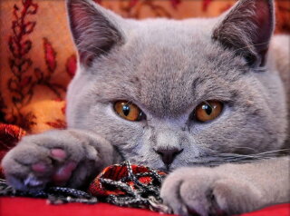 Artibalta AZ-1715 - Diamond Painting Kit British Shorthair