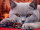 Artibalta AZ-1715 - Diamond Painting Kit British Shorthair