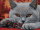 Artibalta AZ-1715 - Diamond Painting Kit British Shorthair