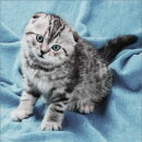 Artibalta AZ-1465 - Diamond Painting Kit Kitten