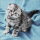 Artibalta AZ-1465 - Diamond Painting Kit Kitten