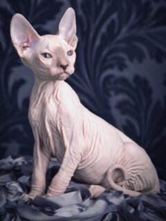 Artibalta AZ-1456 - Diamond Painting Kit Sphynx