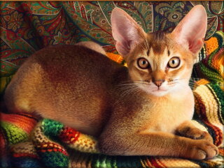 Artibalta AZ-1778 - Diamond Painting Kit Abyssinian Cat