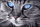 Wizardi WD2517 - Diamond Painting Kit Blue-Eyed Cat