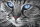 Wizardi WD2517 - Diamond Painting Kit Blue-Eyed Cat