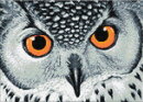 Wizardi WD243 - Diamond Painting Kit Owls Look