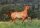 Horse Postcard Quarter Horse Starbright Snapper *2007