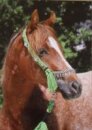 Horse Postcard Araloosa Mare Gleska Wan