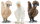 Schleich 42574 - Hühnerfreunde