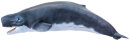 PNSO 056EN - Requena The Livyatan (prehistoric Spermwhale)