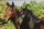 Horse Postcard Pacer Mare and Foal