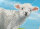 Craft Buddy CCK-A99 - Crystal Card Kit Little Lamb