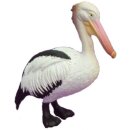 Animals of Australia 75383 - Pelikan