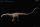 REBOR 161038 - 1:35 Female Diplodocus carnegii "Catch the Rainbow" Museum Class Replica Plain Ver.. *1