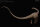 REBOR 161038 - 1:35 Female Diplodocus carnegii "Catch the Rainbow" Museum Class Replica Plain Ver. *1