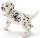 Schleich 16839 - Dalmatian Puppy