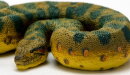 Safari Ltd. 100688 - Grüne Anaconda