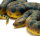 Safari Ltd. 100688 - Grüne Anaconda