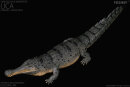 REBOR 161083 - 1:35 Sarcosuchus imperator  “Lica” Museum Class Replica Deluxe Pack Lake Ver. *1