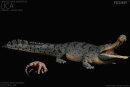 REBOR 161083 - 1:35 Sarcosuchus imperator  “Lica” Museum Class Replica Deluxe Pack Lake Ver. *1