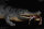 REBOR 161083 - 1:35 Sarcosuchus imperator  “Lica” Museum Class Replica Deluxe Pack Lake Ver. *1