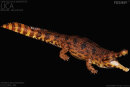 REBOR 161090 - 1:35 Sarcosuchus imperator...