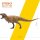 PNSO 70 - Keynes the Lythronax