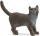 Schleich 13973 - British Shorthair Cat