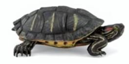 Papo 50309 -  Florida Tortoise