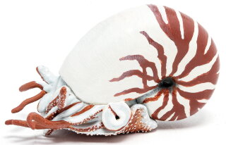 Papo 56061 - Nautilus