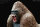 REBOR 160611 - 1:11±1 Alpha Male Mountain Gorilla " GORILLA Z" Primal *1