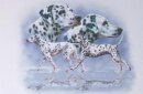 Hundepostkarte Dalmatiner am Meer