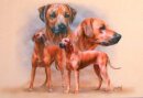 Hundepostkarte Rhodesian Ridgeback