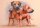 Hundepostkarte Rhodesian Ridgeback