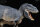 REBOR  161144 -1:35 Tyrannosaurus rex “Cream” Mountain Ver. *1