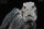 REBOR  161151 -1:35 Tyrannosaurus rex “Cream” Skullwalker Ver. *1