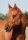 Horse Postcard Quarter Horse Red Curly *1990