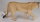 Mojö 387175 - Lioness (Color variation)