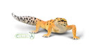 CollectA 80043 - Leopard Gecko