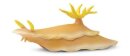 Safari Ltd. 266129 - Nudibranch