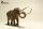 EoFauna 011 - Mammut americanum (1:35)