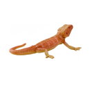 Mojö 381096 - Bearded Dragon