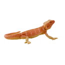 Mojö 381096 - Bearded Dragon