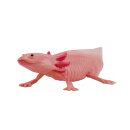 Mojö 381108 - Axolotl