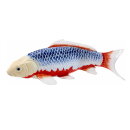 Mojö 381100 - Koi Carp Asagi (blue-red)