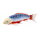 Mojö 381100 - Koi Carp Asagi (blue-red)