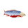 Mojö 381100 - Koi Carp Asagi (blue-red)